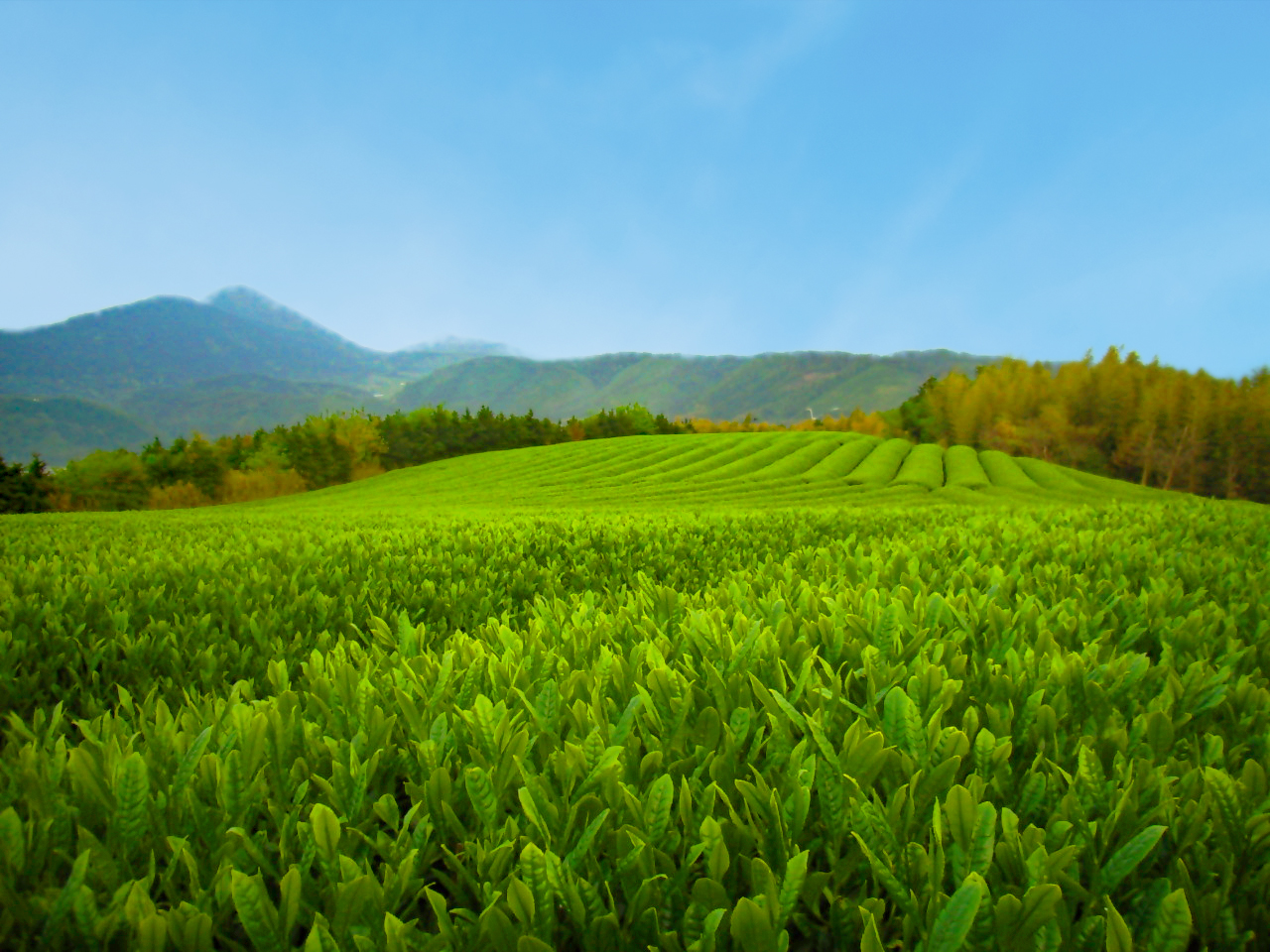 「煎茶　大山ほまれ」100g×5本セット