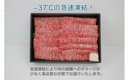 鳥取和牛　A5等級　霜降りサーロインスライス　500g