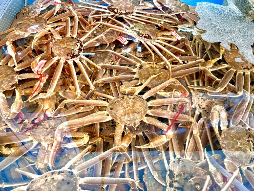 【訳あり】松葉ガニ　約450g（脚のみ、冷凍）