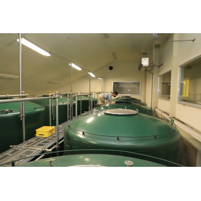 清酒 純米大吟醸稲田姫30原酒720ml