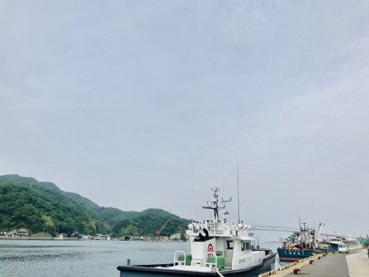 【訳あり】松葉ガニ　約450g（脚のみ、冷凍）