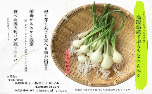 ガーリックスプラウトカレーお試しセット