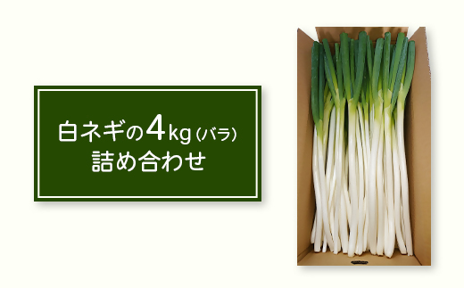 【先行予約】鳥取県産　白ネギの4kgバラ詰め合わせ