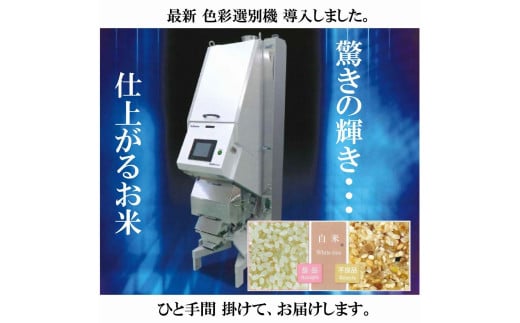 令和7年産 きぬむすめ 10kg 無洗米