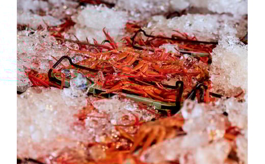 【訳あり】蟹屋の釜茹で紅ずわい蟹1.8kg箱詰めセット 600ｇ前後×3杯