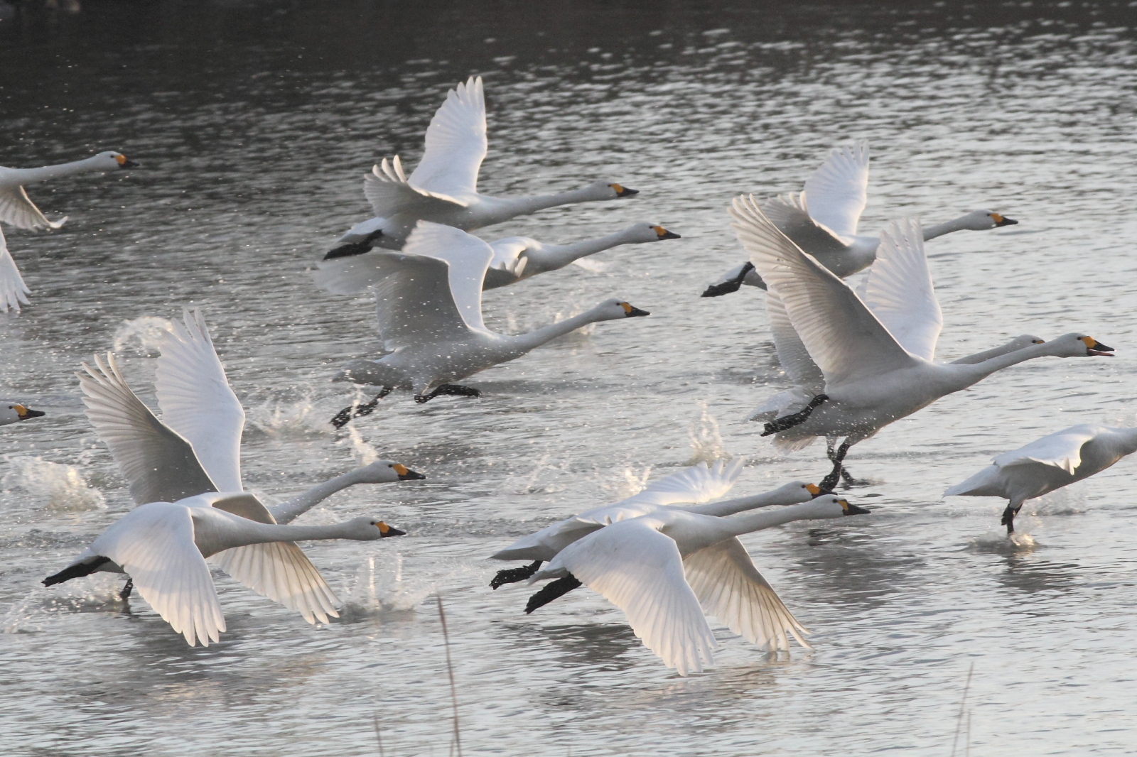 鳥取県米子市（皆生温泉エリア） ANAトラベラーズホテル割引クーポン（30,000点分）