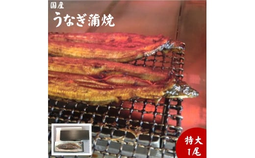 朝開き　うなぎ蒲焼特大　1尾入　タレ付