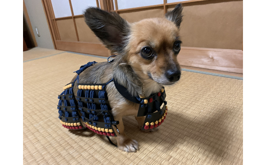 ワンワン甲冑 犬服 犬 犬用品 ペット 犬猫 猫 鳥取県 倉吉市
