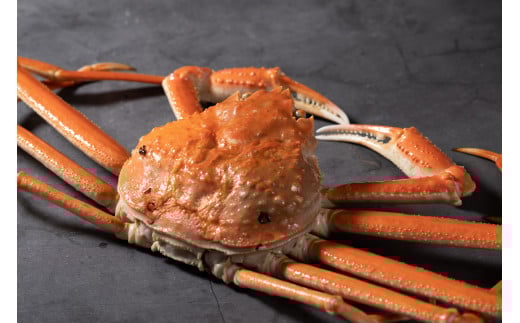 【先行予約】【魚倉】足１本なしボイル松葉ガニ（並500g） 訳あり 松葉ガニ カニ ズワイガニ カニ爪 ボイル 冷蔵 ずわいがに 国産 わけあり 足欠け 足かけ 鮮度抜群 鳥取県 倉吉市