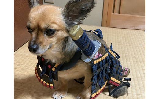 ワンワン甲冑 犬服 犬 犬用品 ペット 犬猫 猫 鳥取県 倉吉市