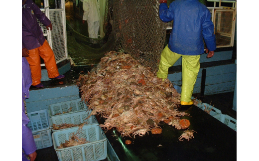 【先行予約】【魚倉】タグ付きボイル松葉ガニ（大800g）冷蔵 カニ ボイル 松葉ガニ タグ付き 新鮮 カニ爪 ズワイガニ ずわいがに 鮮度抜群 国産 鳥取県 倉吉市