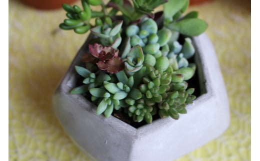 【チトのゆび】地元の花屋さんお薦めの多肉植物 Aセット 花 多肉 植物 おすすめ ギフト 鉢植え