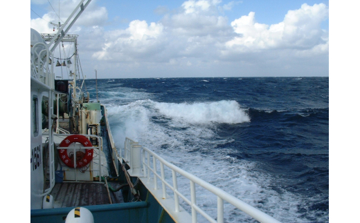 【先行予約】【魚倉】タグ付きボイル松葉ガニ（大800g）冷蔵 カニ ボイル 松葉ガニ タグ付き 新鮮 カニ爪 ズワイガニ ずわいがに 鮮度抜群 国産 鳥取県 倉吉市