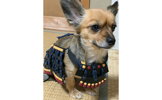 ワンワン甲冑 犬服 犬 犬用品 ペット 犬猫 猫 鳥取県 倉吉市
