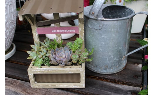 【チトのゆび】地元の花屋さんお薦めの多肉植物 Bセット 多肉植物 寄せ植え グリーン おまかせ 鳥取県 倉吉市