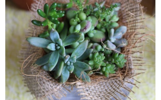 【チトのゆび】地元の花屋さんお薦めの多肉植物 Aセット 花 多肉 植物 おすすめ ギフト 鉢植え