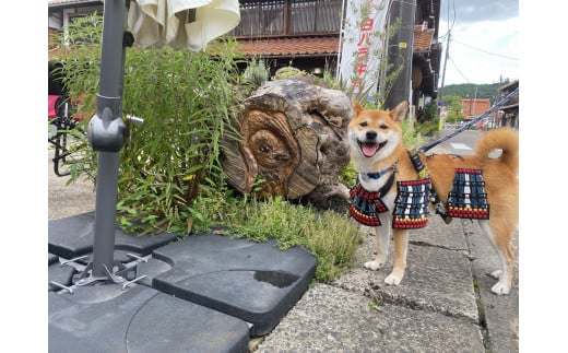 ワンワン甲冑 犬服 犬 犬用品 ペット 犬猫 猫 鳥取県 倉吉市