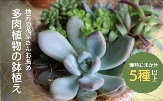 【チトのゆび】地元の花屋さんお薦めの多肉植物 Aセット 花 多肉 植物 おすすめ ギフト 鉢植え
