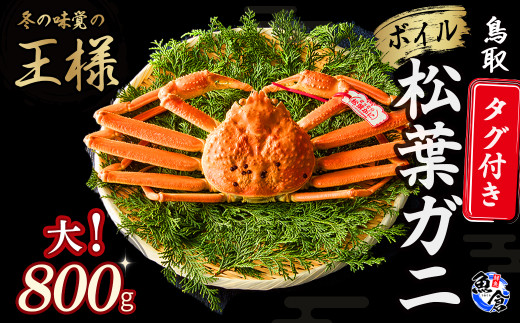 【先行予約】【魚倉】タグ付きボイル松葉ガニ（大800g）冷蔵 カニ ボイル 松葉ガニ タグ付き 新鮮 カニ爪 ズワイガニ ずわいがに 鮮度抜群 国産 鳥取県 倉吉市