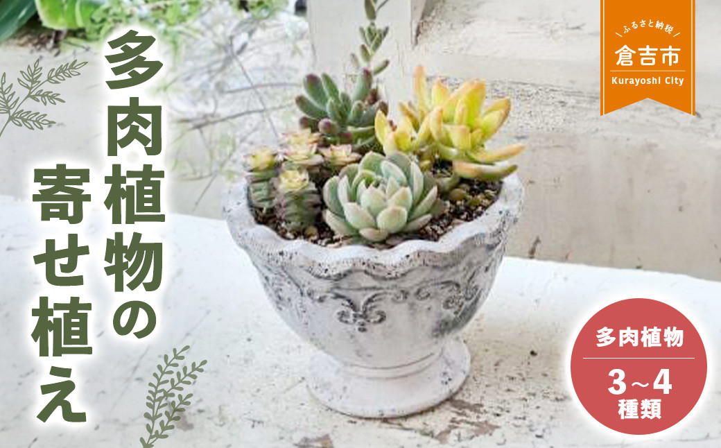 多肉植物の寄せ植え M