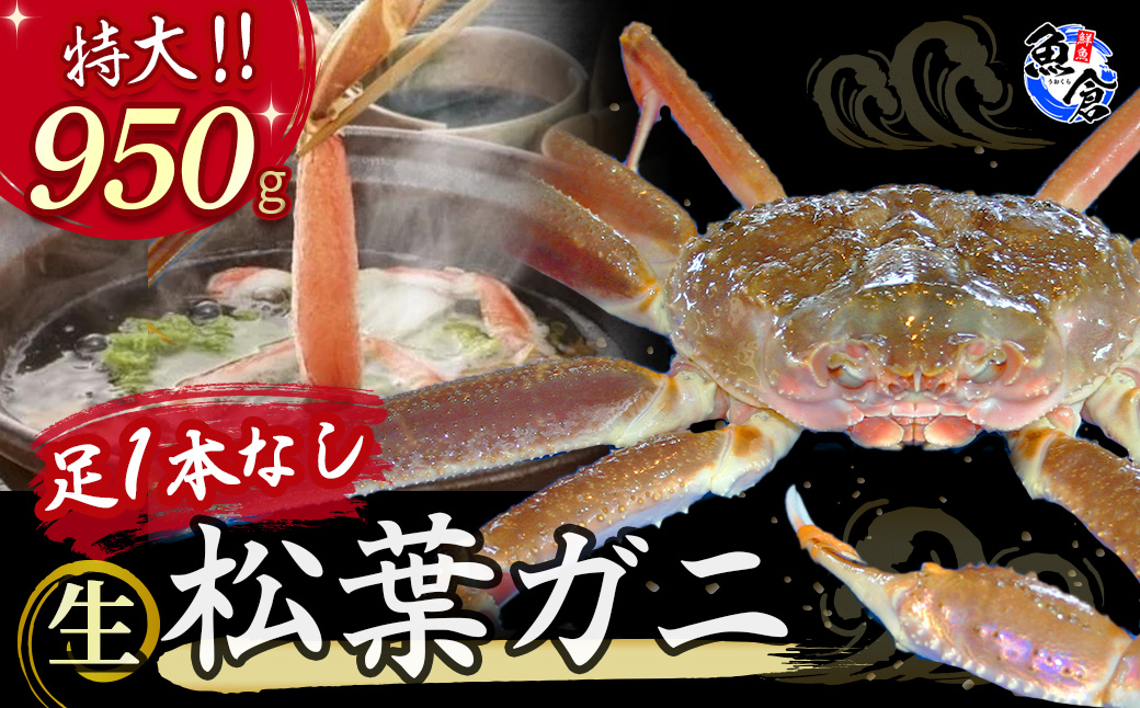 [魚倉]足1本なし生松葉ガニ(特大950g)訳あり