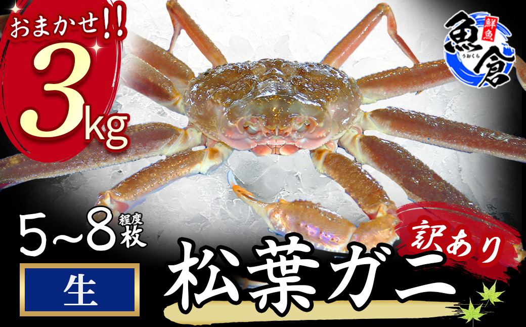 [魚倉]松葉がに 生 おまかせセット 3kg訳あり