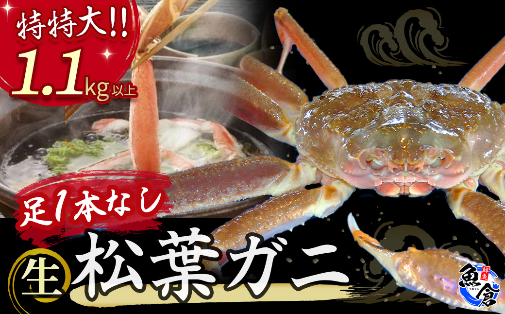 [魚倉]足1本なし生松葉ガニ(特特大1,100g以上) 訳あり 松葉ガニ カニ ズワイガニ カニ爪 冷蔵 かにしゃぶ カニ刺身 ずわいがに 国産 わけあり 足欠け 足かけ