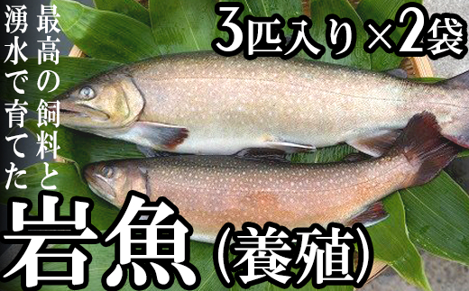 岩魚（養殖）