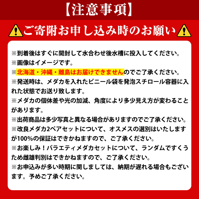 ＜数量限定＞境港改良メダカセット(4匹・2ペア)【sm-CI001】【あらしまやメダカ】