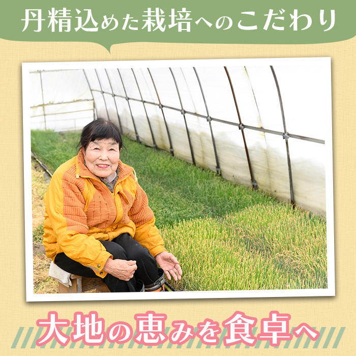 ＜10月上旬～2月下旬発送予定＞さといもと紅はるかのセット(約10kg)【sm-DI003】【大原茂美】