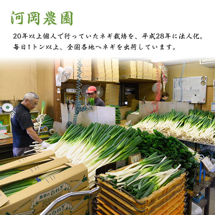 ＜11月上旬～4月下旬発送予定＞白ねぎ(3kg/定期便3回・計9kg)【sm-DT004】【河岡農園】