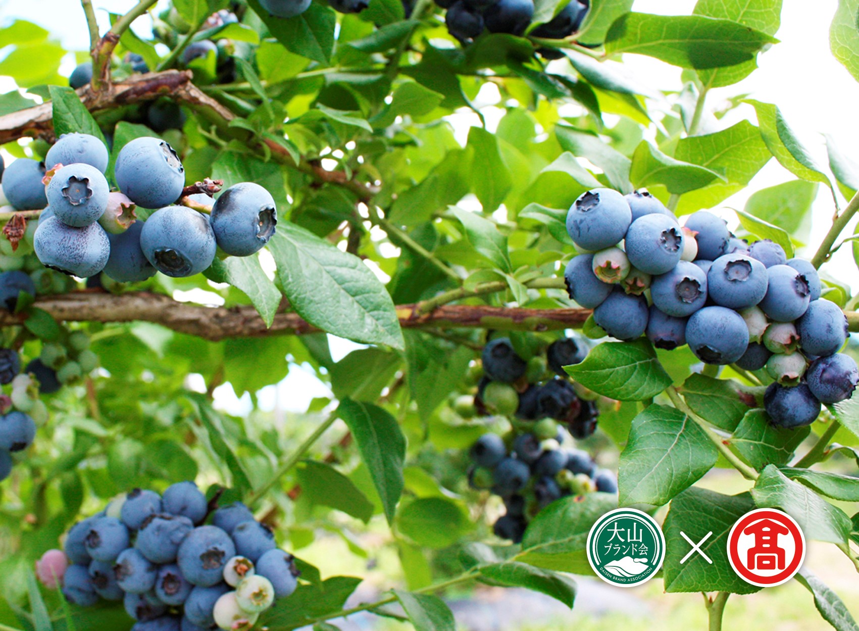 ＜数量限定＞冷凍ブルーベリー(500g×2P・計1kg)【T-BI4】【大山ブランド会】