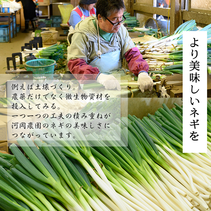 ＜11月上旬～4月下旬発送予定＞白ねぎ(6kg)【sm-DT002】【河岡農園】