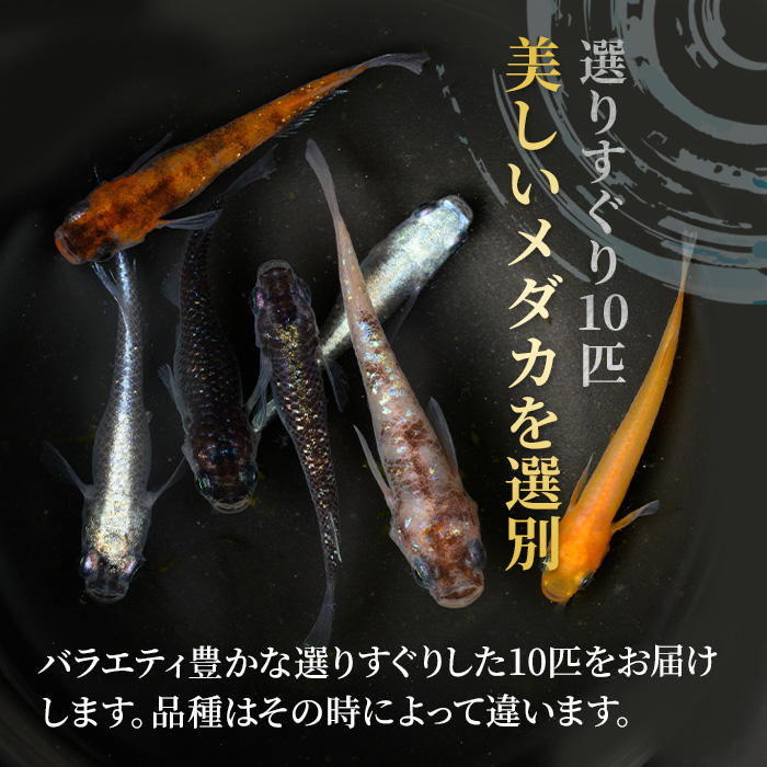 ＜数量限定＞お楽しみ！バラエティメダカセット(10匹)【sm-CI002】【あらしまやメダカ】