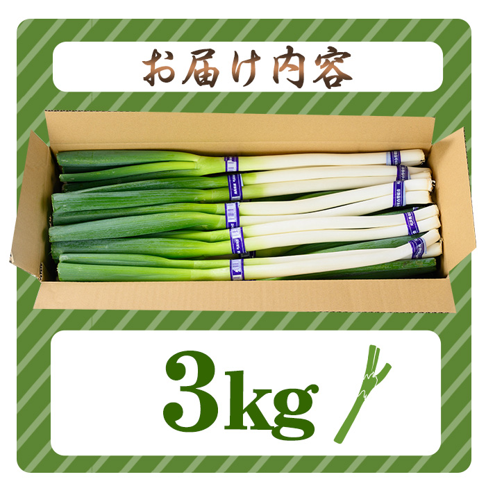 ＜11月上旬～4月下旬発送予定＞白ねぎ(3kg)【sm-DT001】【河岡農園】
