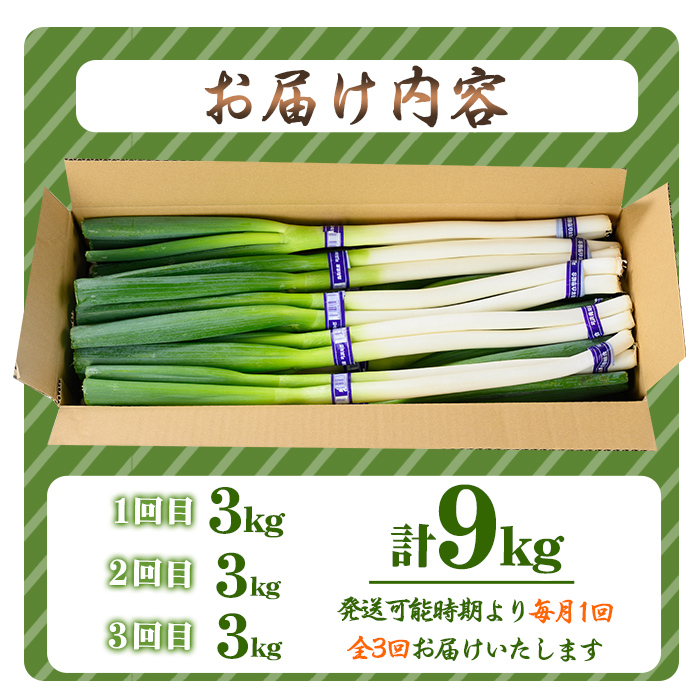 ＜11月上旬～4月下旬発送予定＞白ねぎ(3kg/定期便3回・計9kg)【sm-DT004】【河岡農園】