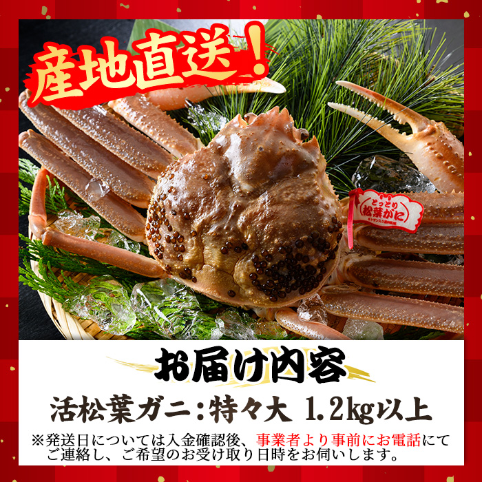 ＜先行予約受付中！11月中旬～3月中旬発送予定＞＜期間限定＞活松葉ガニ 特々大 1.2kg【sm-BE003】【川口商店】