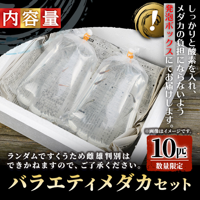 ＜数量限定＞お楽しみ！バラエティメダカセット(10匹)【sm-CI002】【あらしまやメダカ】