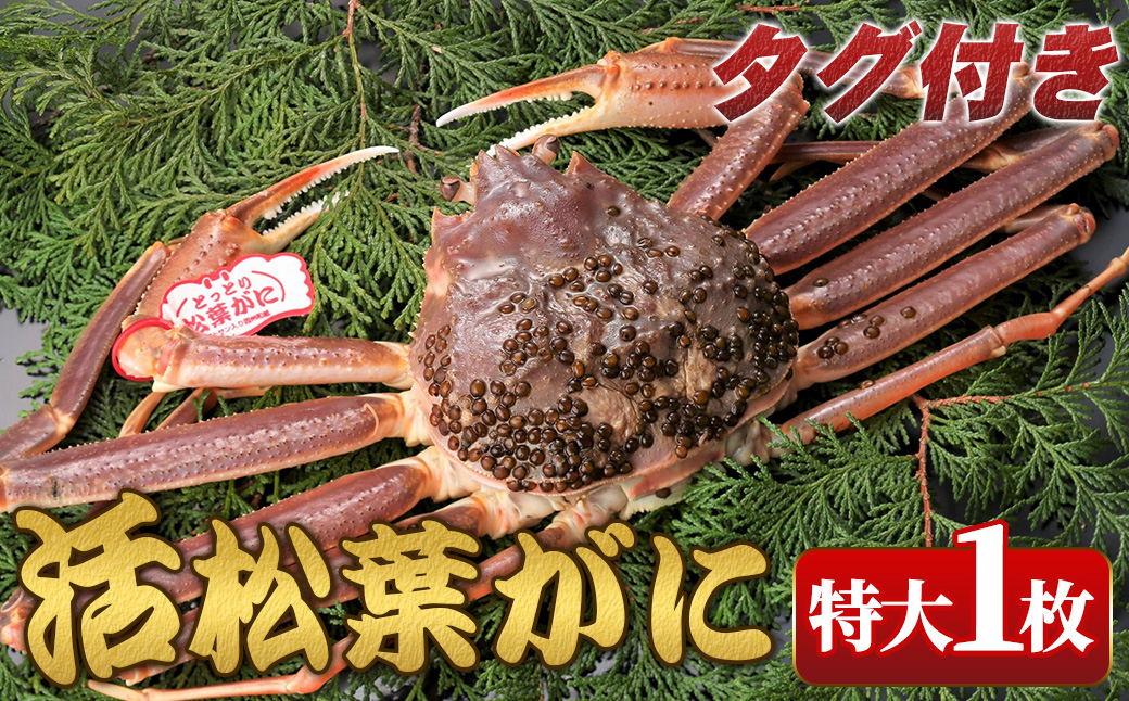 ＜11月中旬～2月下旬配送予定＞＜タグ付き＞鳥取県産活松葉がに(特大1枚)【sm-AM015】【モリイ食品】