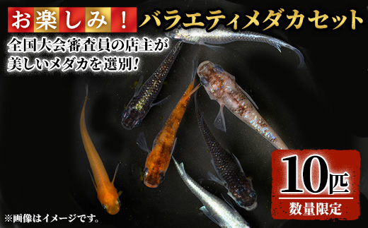 ＜数量限定＞お楽しみ！バラエティメダカセット(10匹)【sm-CI002】【あらしまやメダカ】