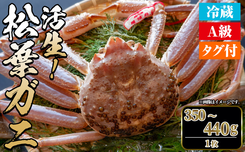 ＜土日祝着※指定日不可＞＜期間限定＞＜11月中旬～3月中旬発送予定＞松葉ガニ 活生(350?440g・1枚)【sm-DD042-B】【Workplays】