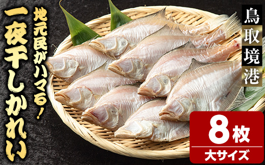 一夜干しかれい 大サイズ！(8枚)【sm-DG005-B】【木村鮮魚店】