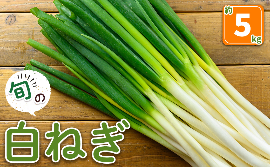 ＜11月上旬～3月下旬発送予定＞白ねぎ(約5kg)【sm-DI004】【大原茂美】