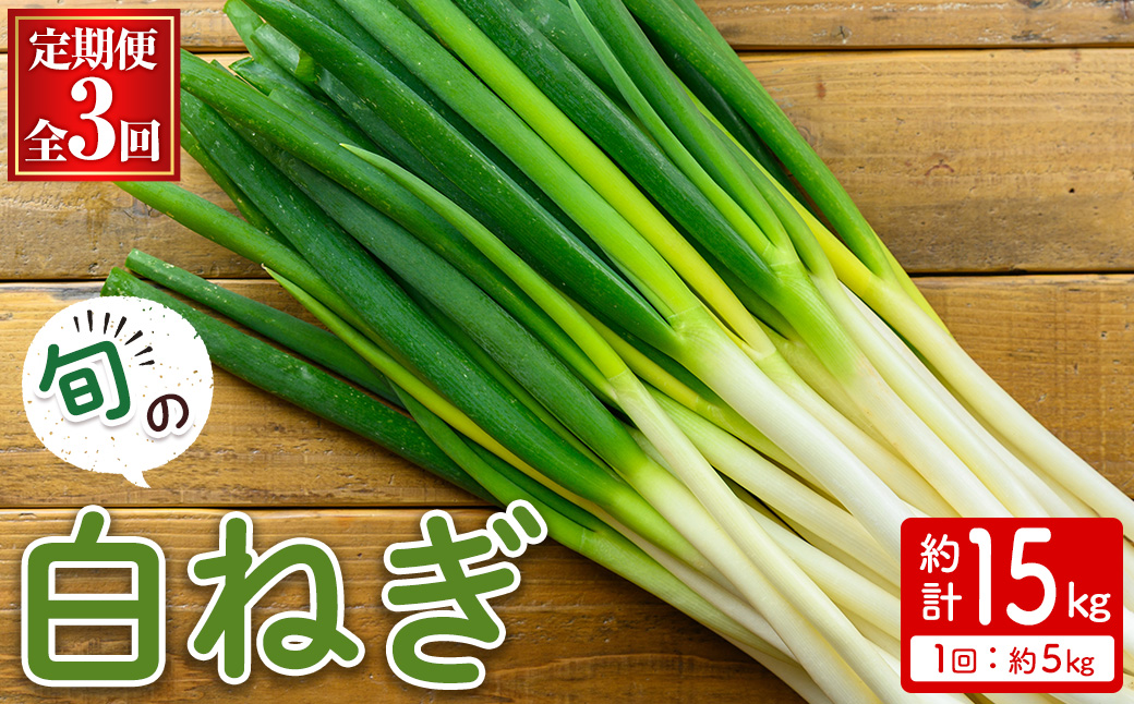 ＜定期便・全3回＞＜2025年11月上旬～2026年3月下旬発送予定＞白ねぎ(約5kg×3回・計15kg) 【sm-DI006】【大原茂美】