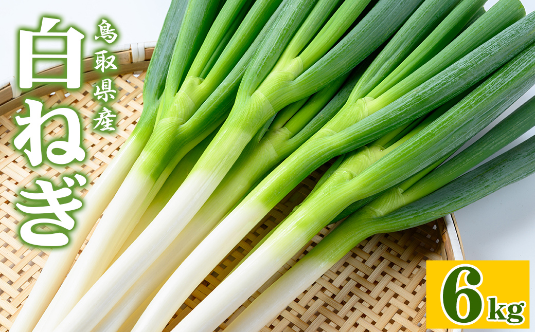 ＜11月上旬～4月下旬発送予定＞白ねぎ(6kg)【sm-DT002】【河岡農園】