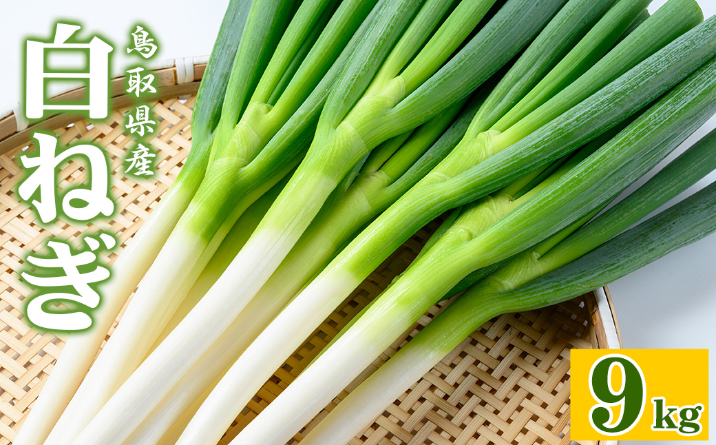 ＜11月上旬～4月下旬発送予定＞白ねぎ(9kg)【sm-DT003】【河岡農園】