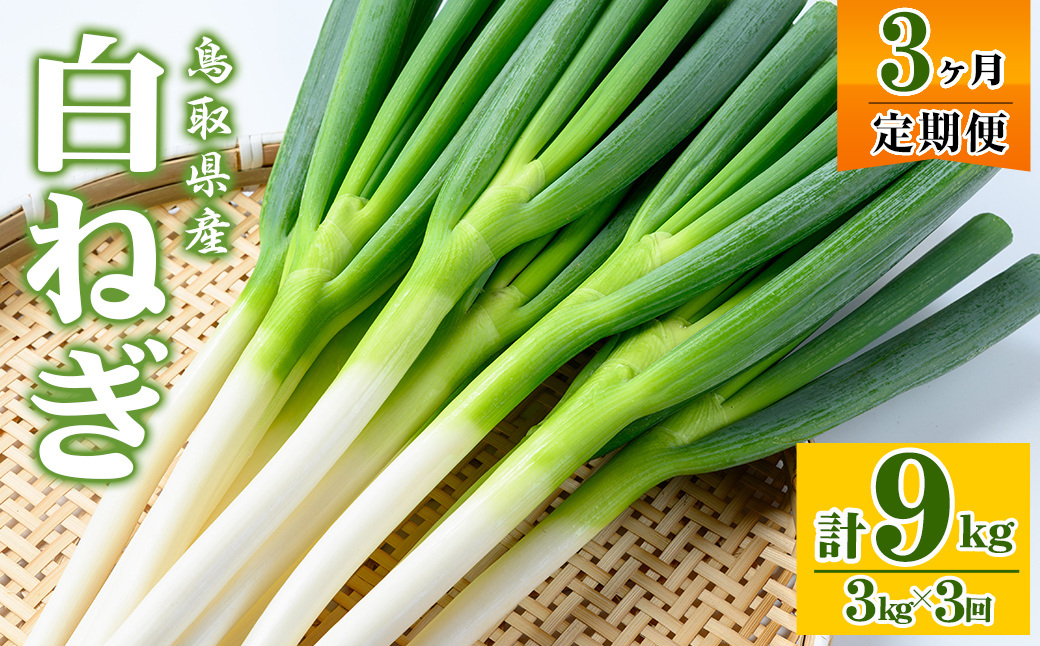 ＜11月上旬～4月下旬発送予定＞白ねぎ(3kg/定期便3回・計9kg)【sm-DT004】【河岡農園】