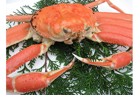 【22029】鳥取網代港【訳あり】浜茹で！松葉ガニ（中）700g【さかなや新鮮組】