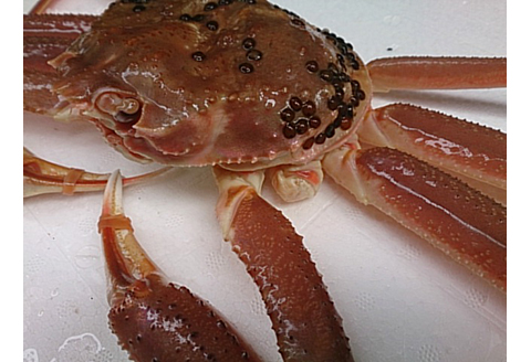 【22030】鳥取網代港【訳あり】活！松葉ガニ（中）700g【さかなや新鮮組】