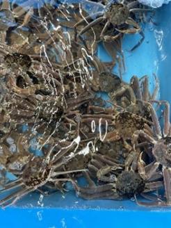 【22015】鳥取県網代産　松葉がに（足折れ１～２本）500g以上（生）